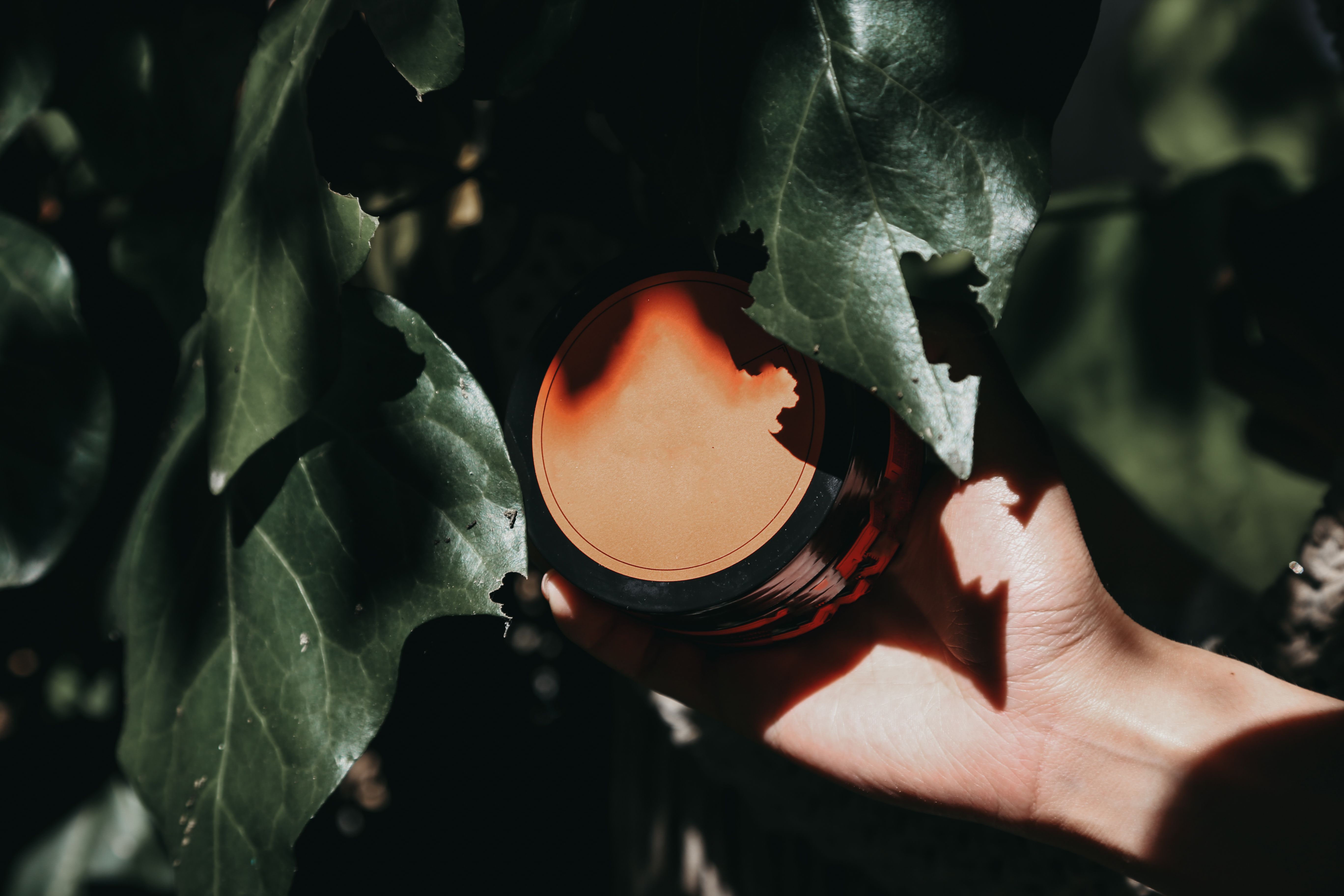 A hand holding a cream jar among lush green leaves with sunlit shadows.