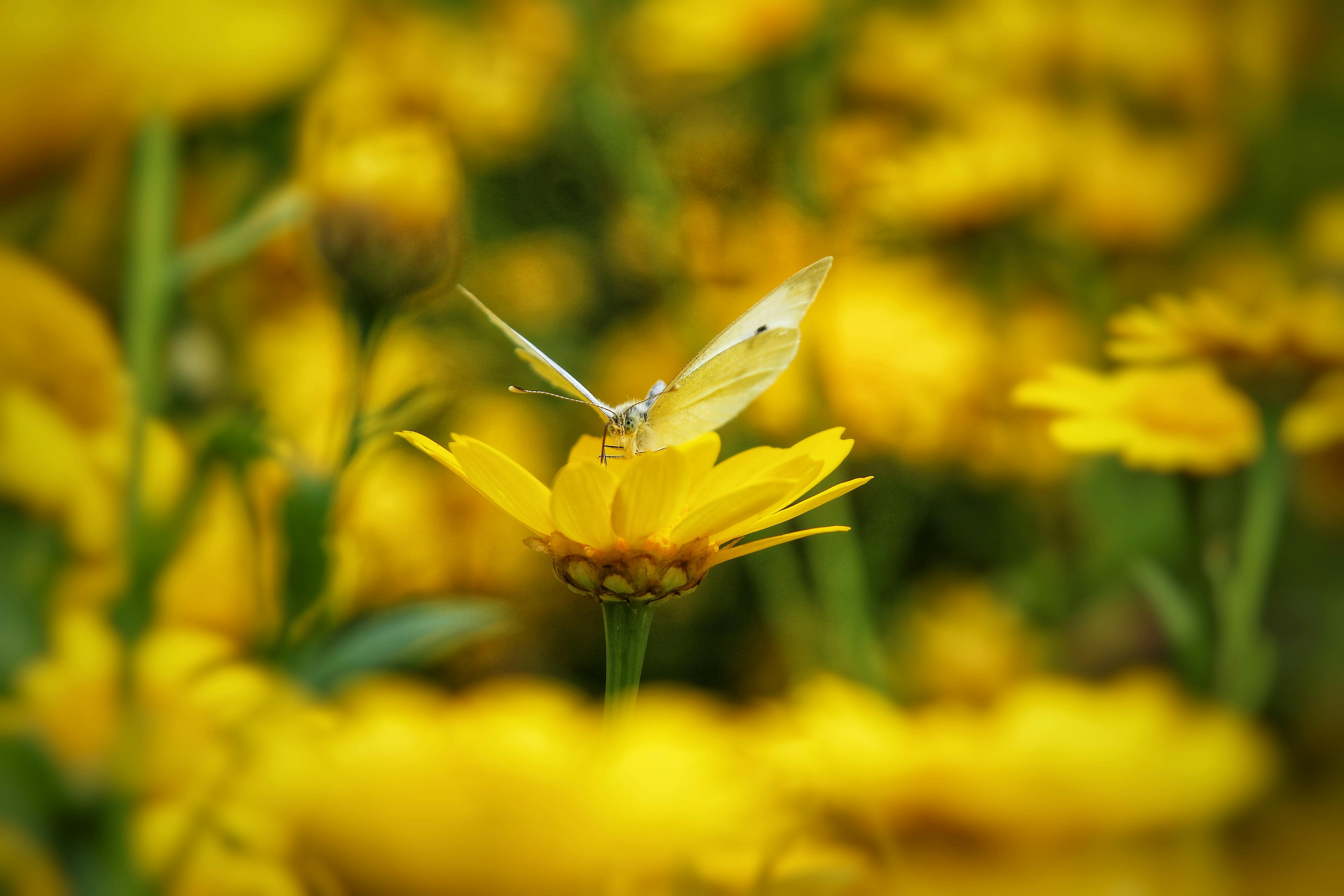 eggfly-sitting-on-plant-free-stock-photo