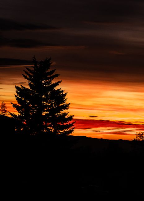 Silhouette of a pine tree against a vibrant sunset sky, creating a dramatic nature scene.
