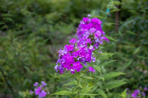 Foto profissional grátis de bellis perennis, de longa duração, flor lilás