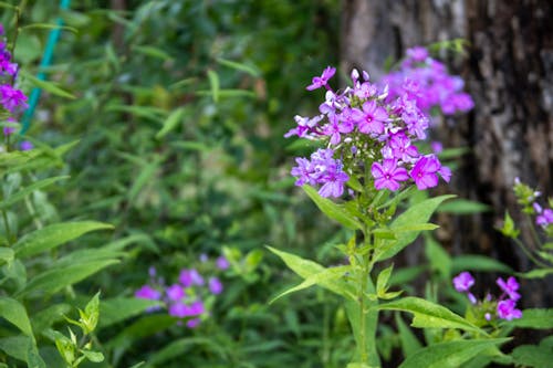 Foto profissional grátis de flor de lavanda, flor violeta, flores lilás
