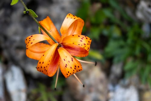 有斑點的橙色花, 植物, 橘色的花 的 免費圖庫相片