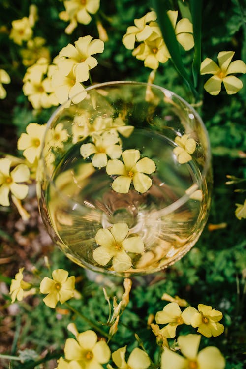 Yellow Flowers around Glass