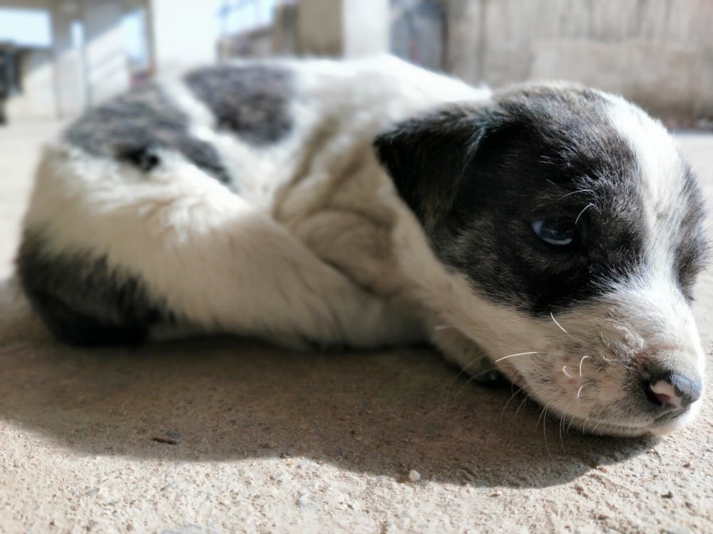 かわいい犬の子犬の無料の写真素材