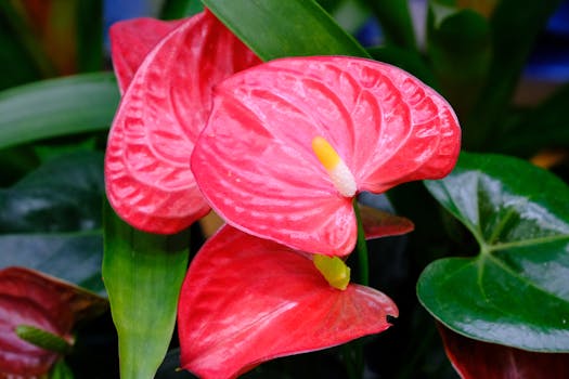 A vibrant close-up of an Anthurium plant showcasing its red spathes and lush green leaves.