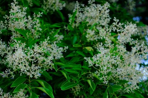Free Vibrant green leaves with delicate white flowers, captured in Nagoya, Japan's serene outdoors. Stock Photo