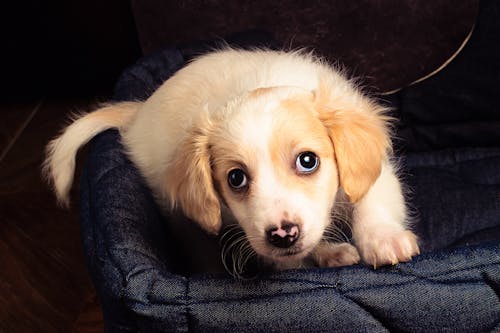 Free Puppy Lying Down Stock Photo