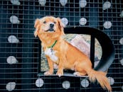 一只戴着绿色项圈的可爱红色小狗，自信地坐在铁丝网背景前，目视前方