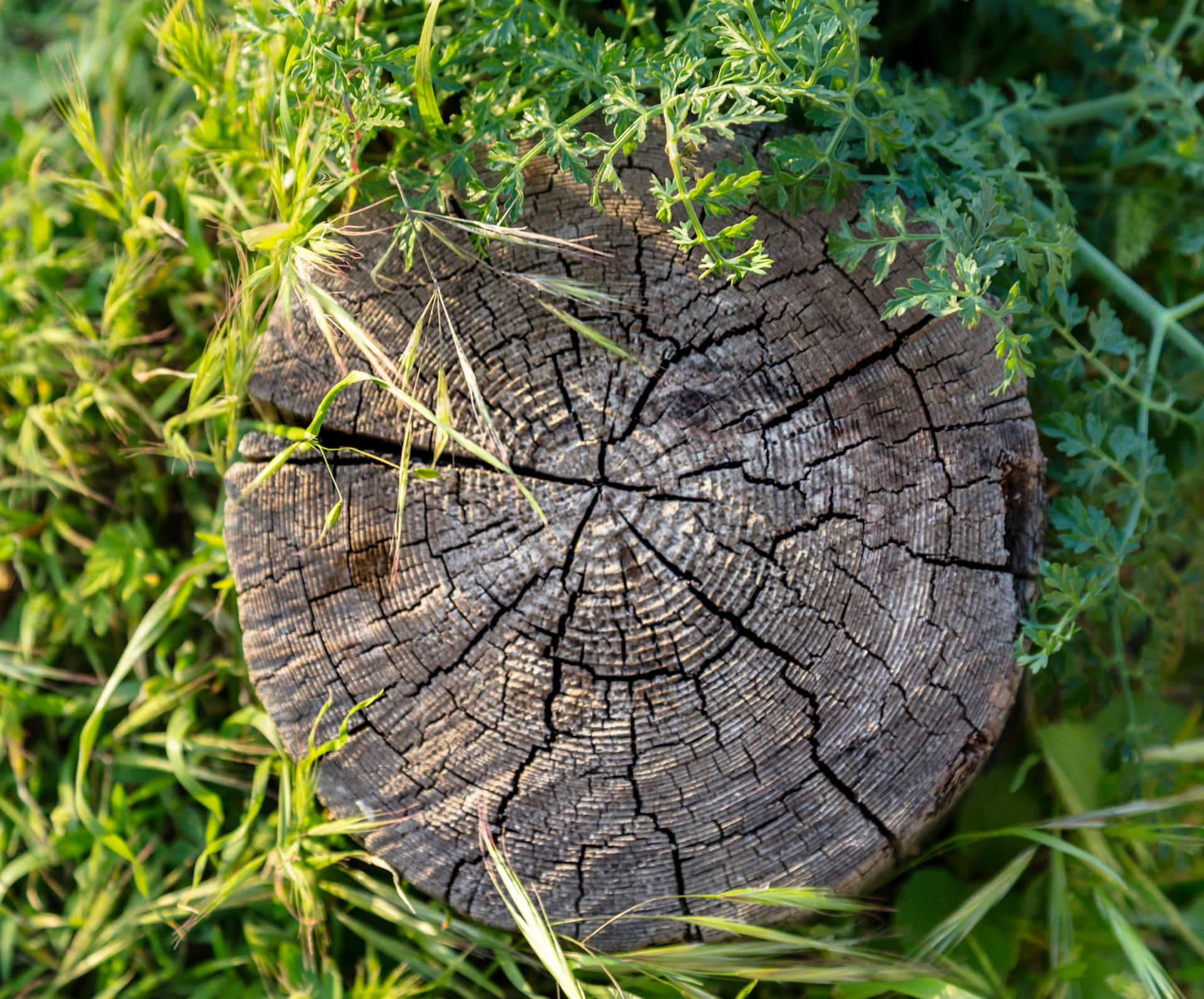 Old Cracked Stump of a Tree with Growth Rings