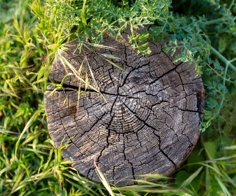 Old Cracked Stump Of A Tree With Growth Rings