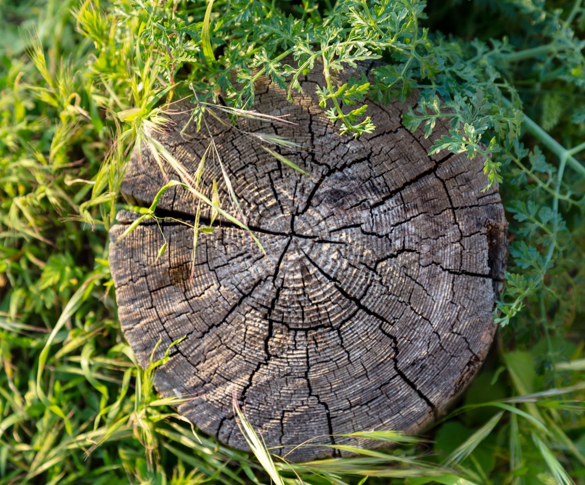 Tree Strump Photo Close-up of Tree Stump · Free Stock Photo