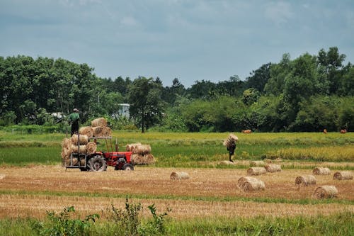 Men Transporting Baled Straw from a Field with a Tractor