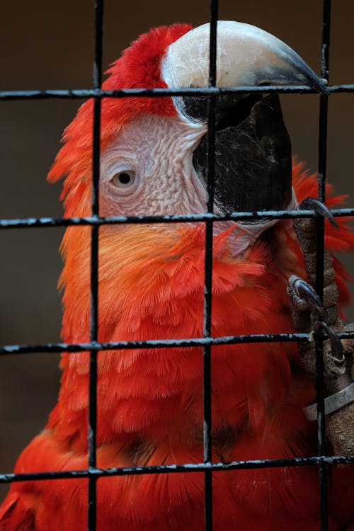 Foto d'estoc gratuïta de au, cap, fotografia d'animals