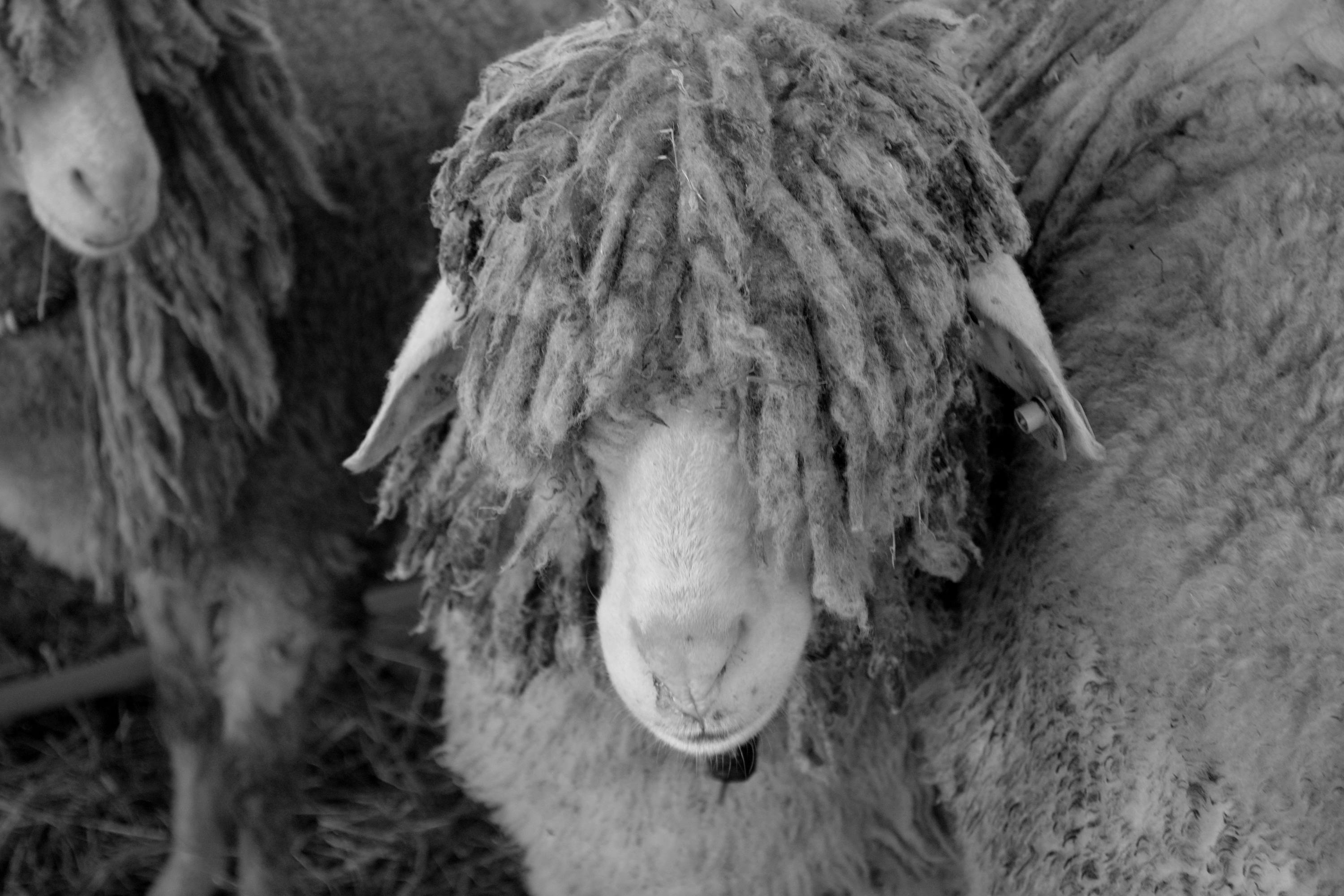 Free stock photo of black and white, sheep, sheeps