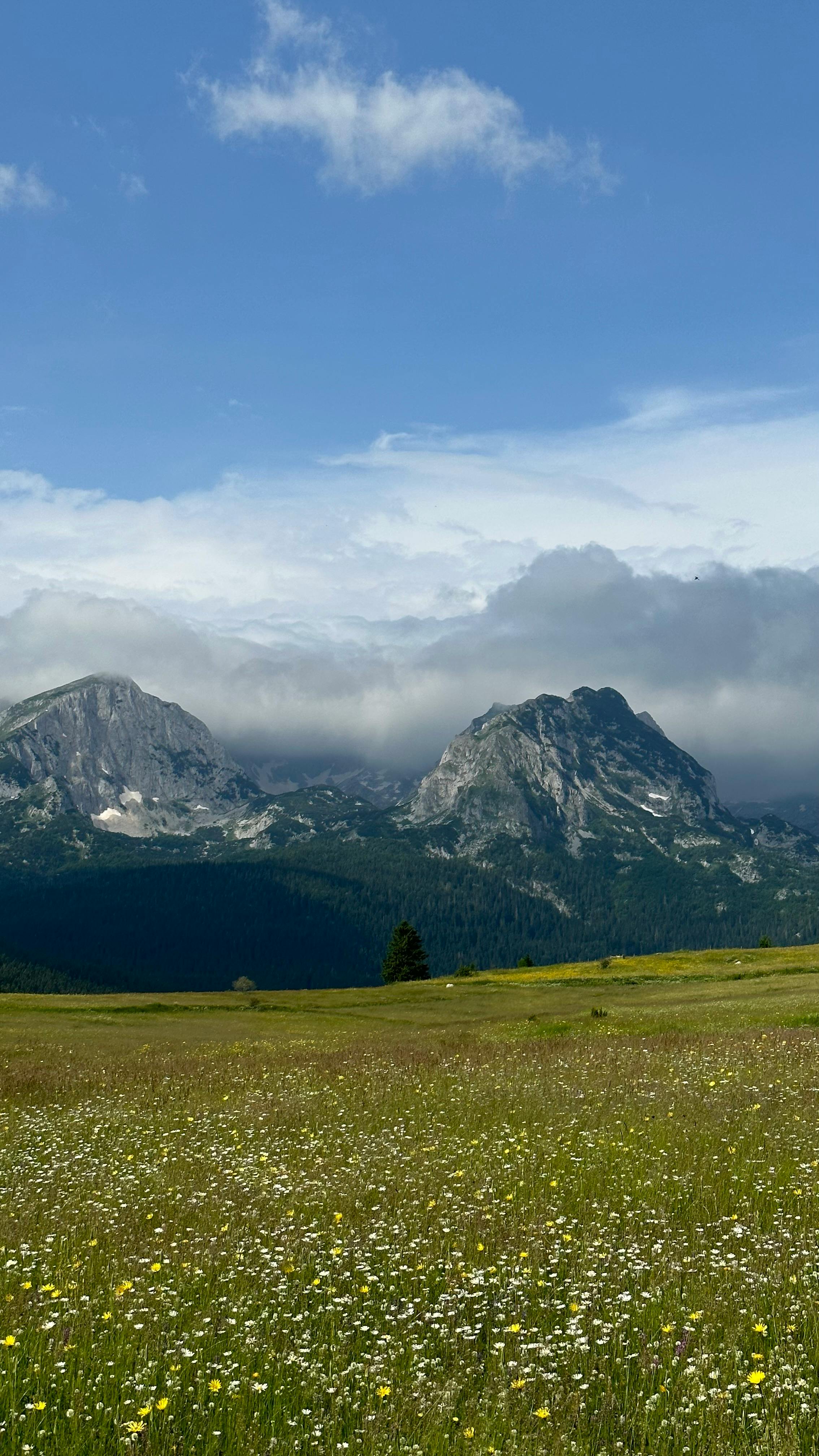 View of a Meadow · Free Stock Photo