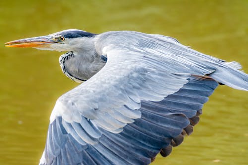 A blue heron flying over water