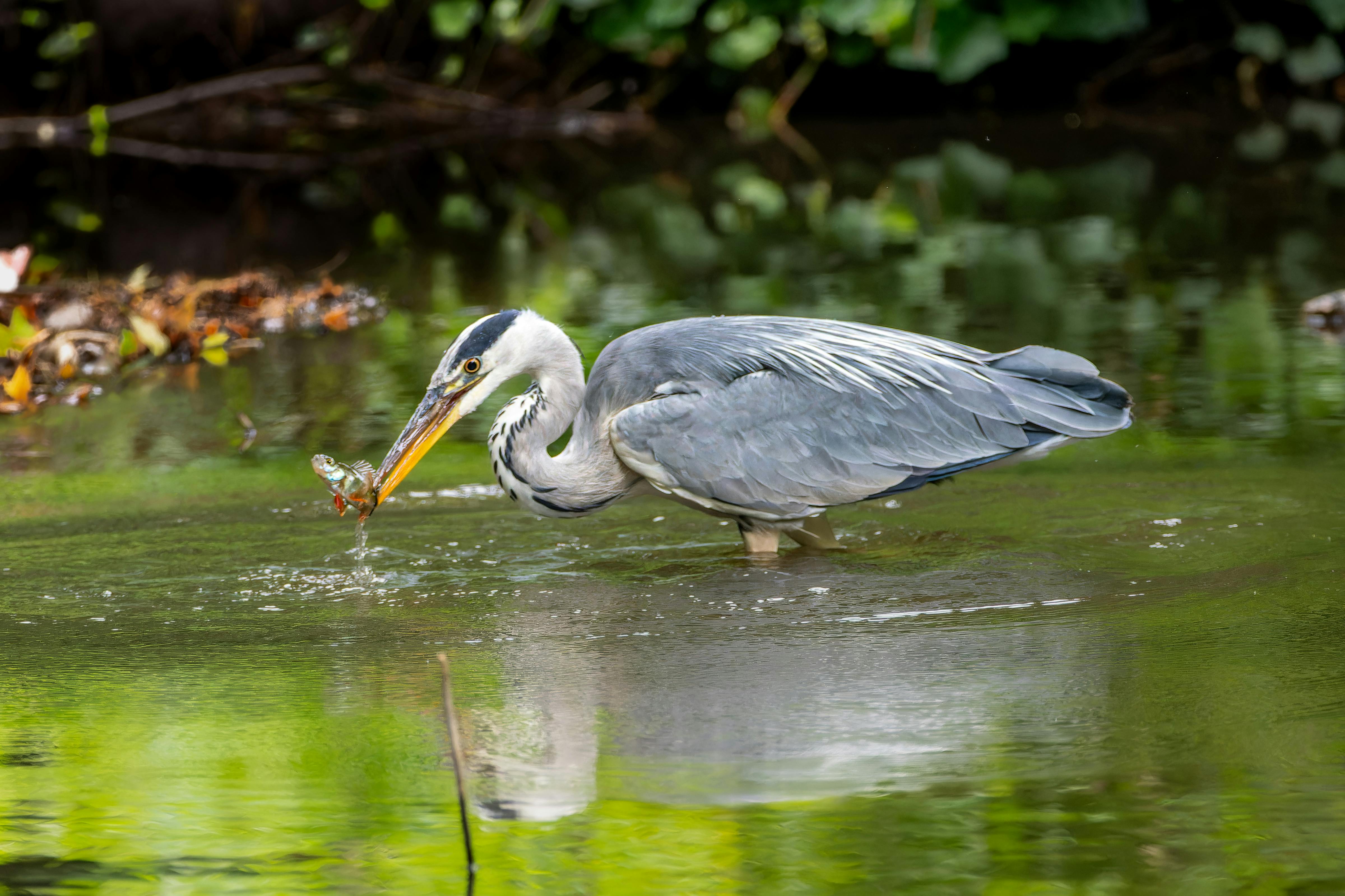 a bird is walking through a body of water