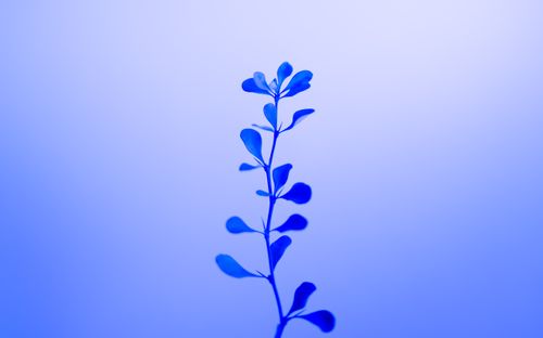 Free A single blue stem with leaves set against a gradient blue background, evoking tranquility. Stock Photo