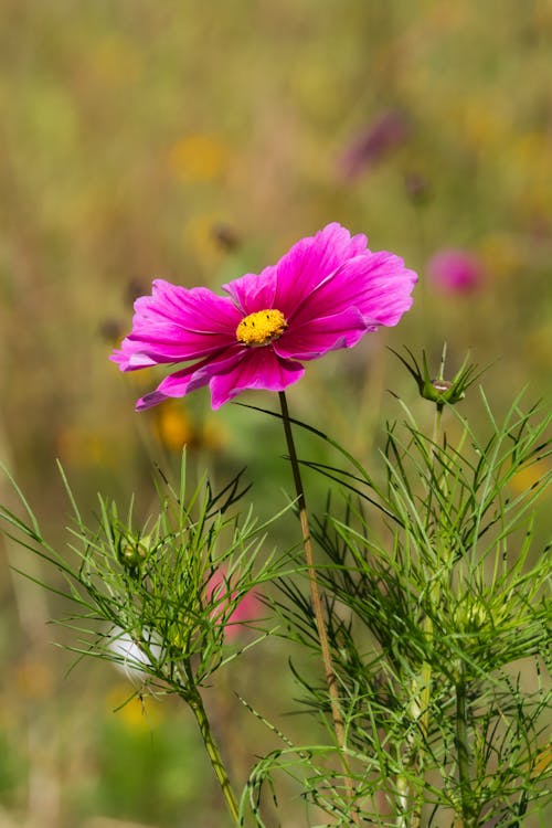 Kostenloses Stock Foto zu blühen, blume, blüte