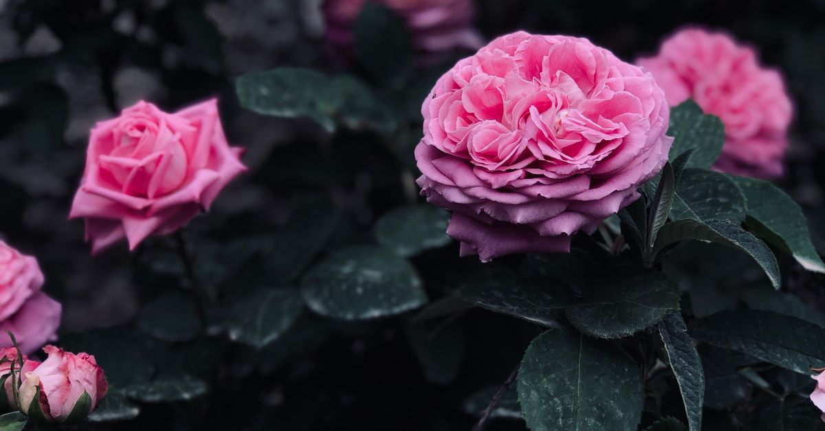 Pink Roses Natural Photography Pink Roses in Nature · Free Stock Photo