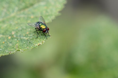 Fly Sitting on Green Leaf