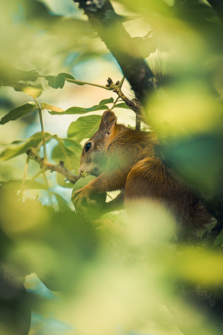 Squirrel Eating Walnut