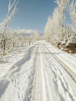 Scenic snowy road in Chanderseer lined with frost-covered trees on a clear winter day.