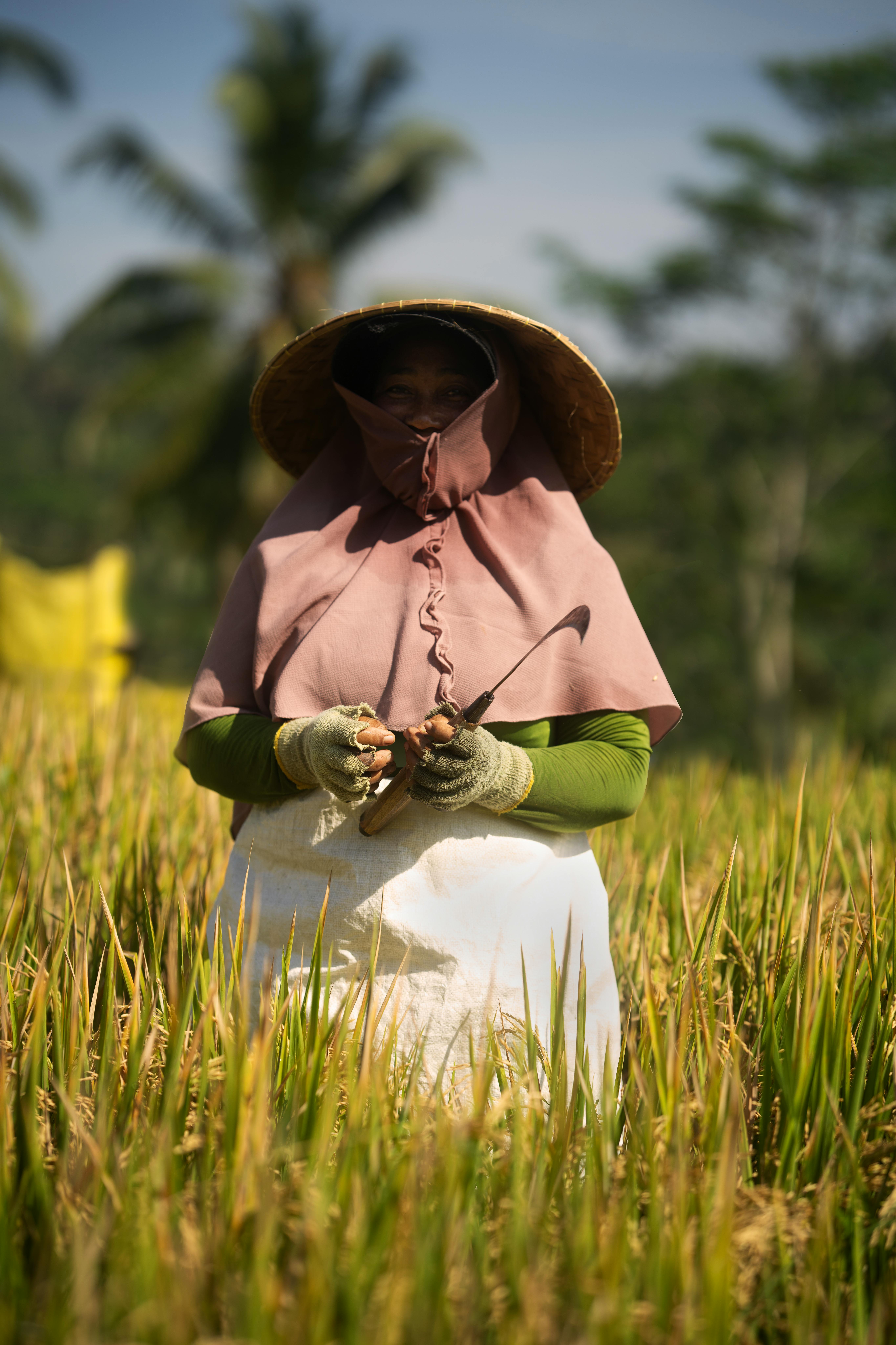 A woman farmer in a sunhat harvesting crops in a lush green field with a sickle.