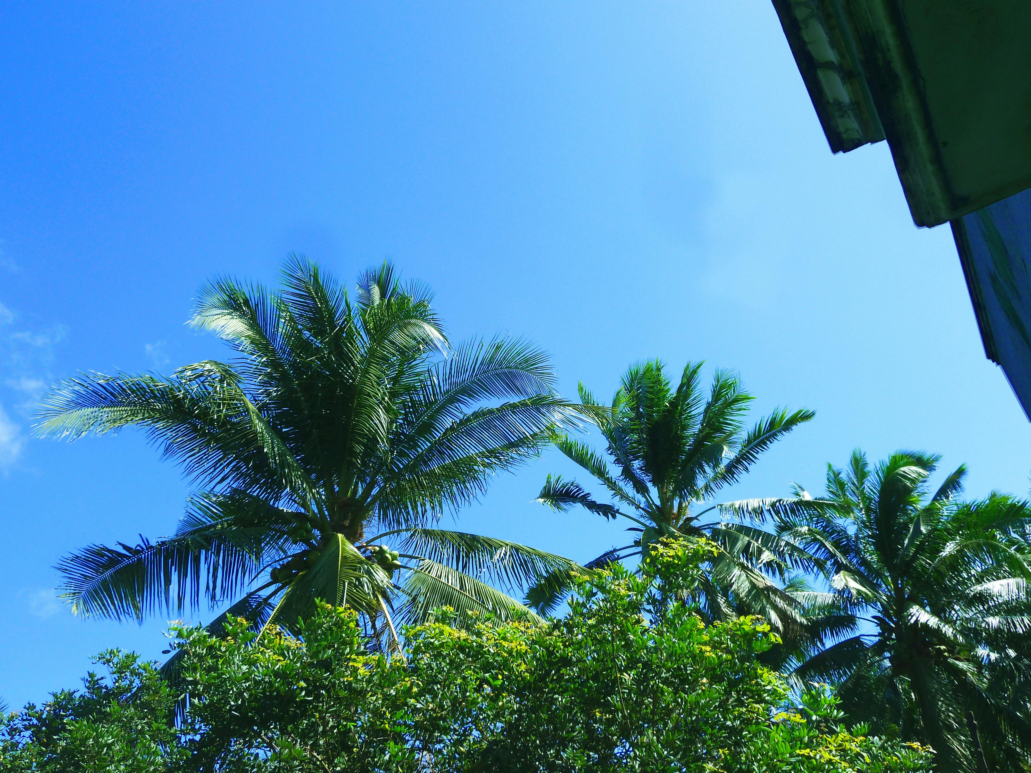 Free stock photo of coconut, coconut tree, tree