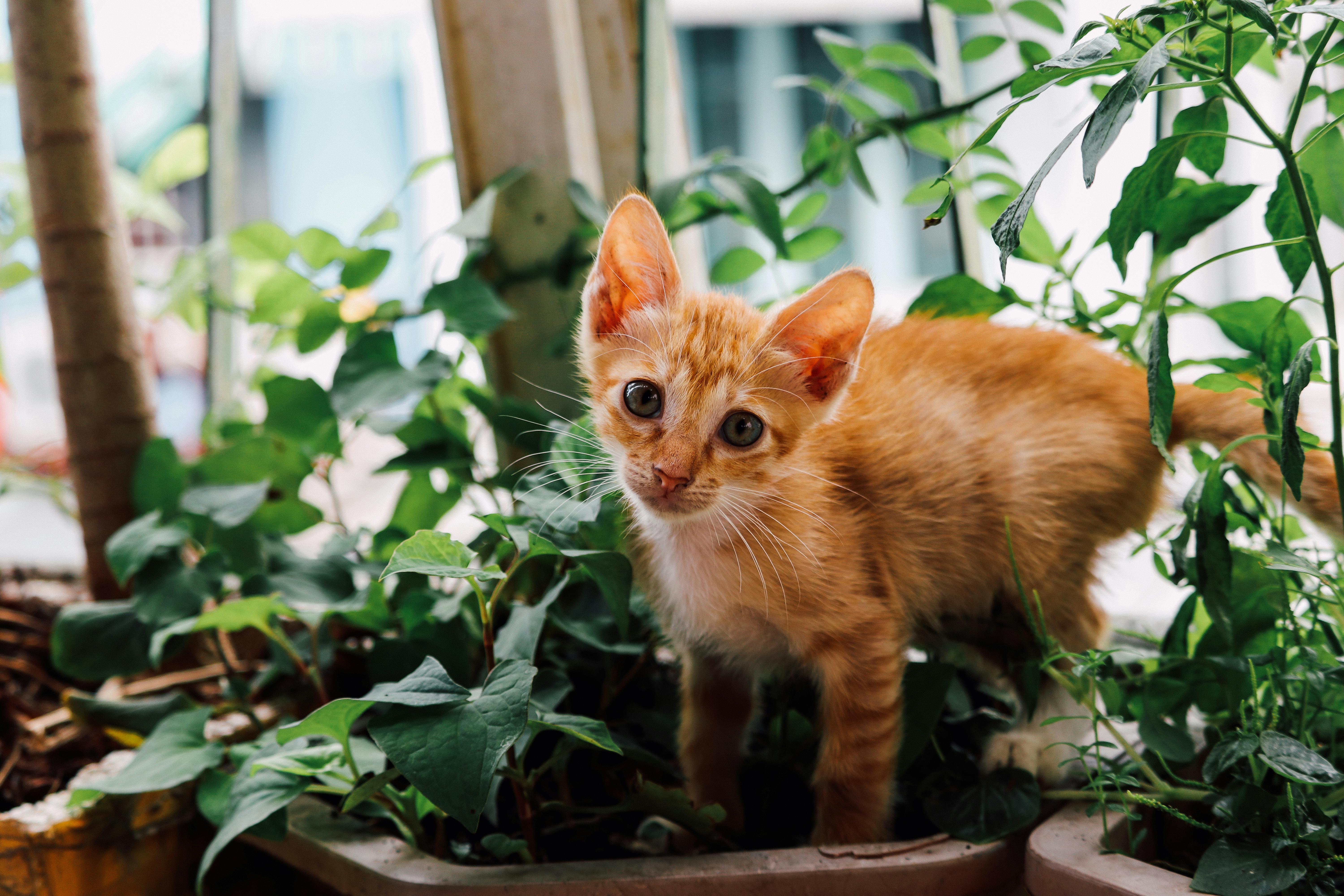 Charming ginger kitten exploring a green indoor garden with curious eyes.
