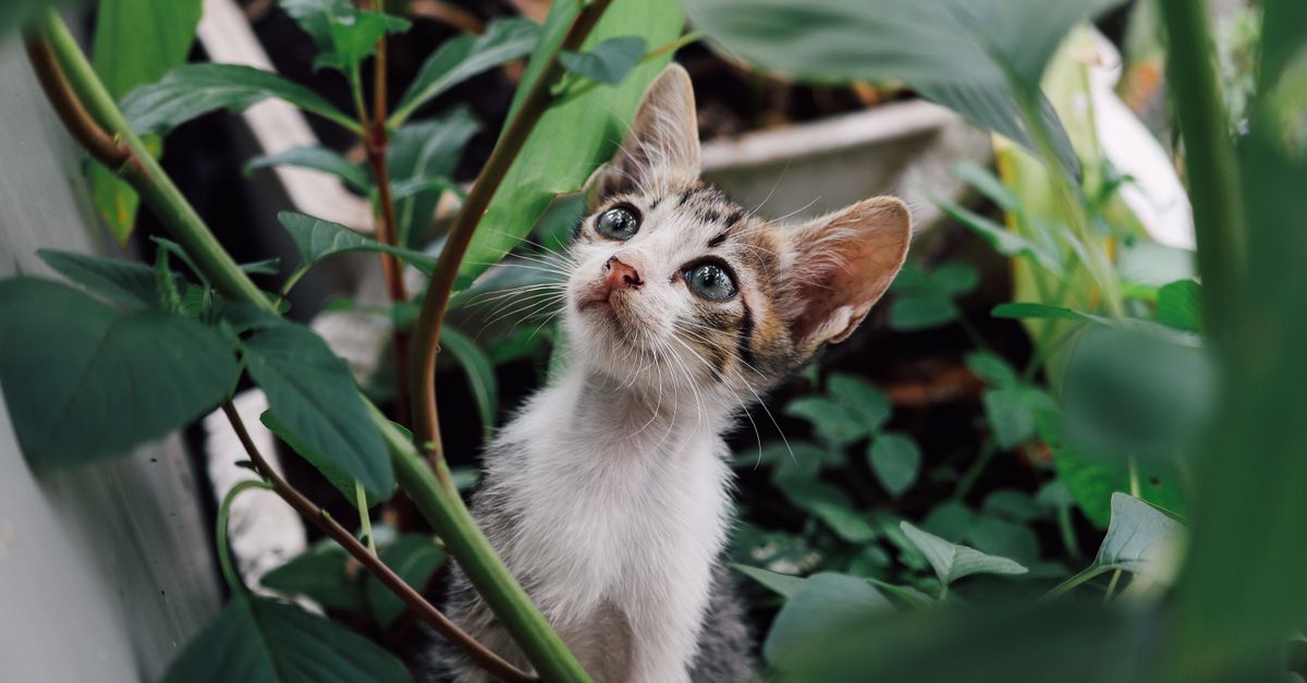 How to Create a Pet-Friendly Garden for Your Furry Friends