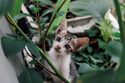 Free Cute kitten sits among lush green leaves, showcasing its curious nature in a natural outdoor setting. Stock Photo