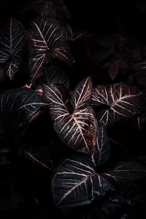 Foto stok gratis background hitam, Daun-daun, gelap