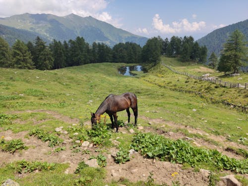 arazi, at, beslemek içeren Ücretsiz stok fotoğraf