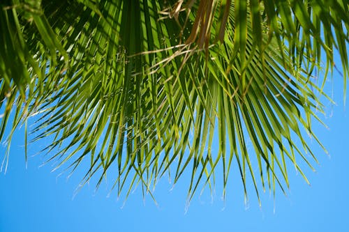무료 푸른 하늘 아래 선형 녹색 잎이 많은 나무 스톡 사진