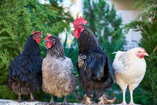 Empat Ayam Jantan Aneka Warna