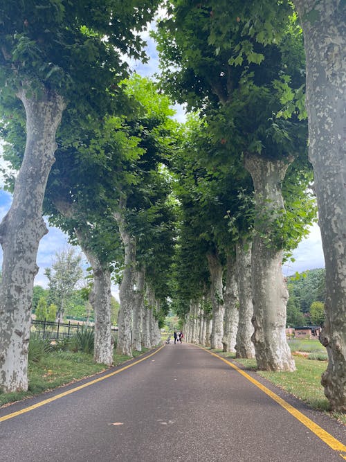 Foto stok gratis daun di pohon, hutan pohon, jalan terbuka