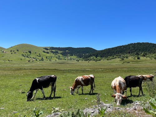 一群動物, 奶牛, 山路 的 免費圖庫相片