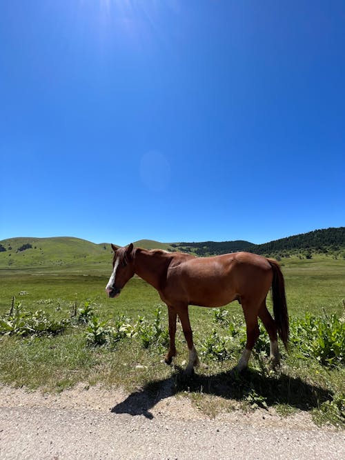 가축, 고원, 말의 무료 스톡 사진