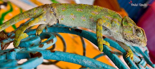 Ilmainen kuvapankkikuva tunnisteilla chamaeleonidae, sousse, tunisie