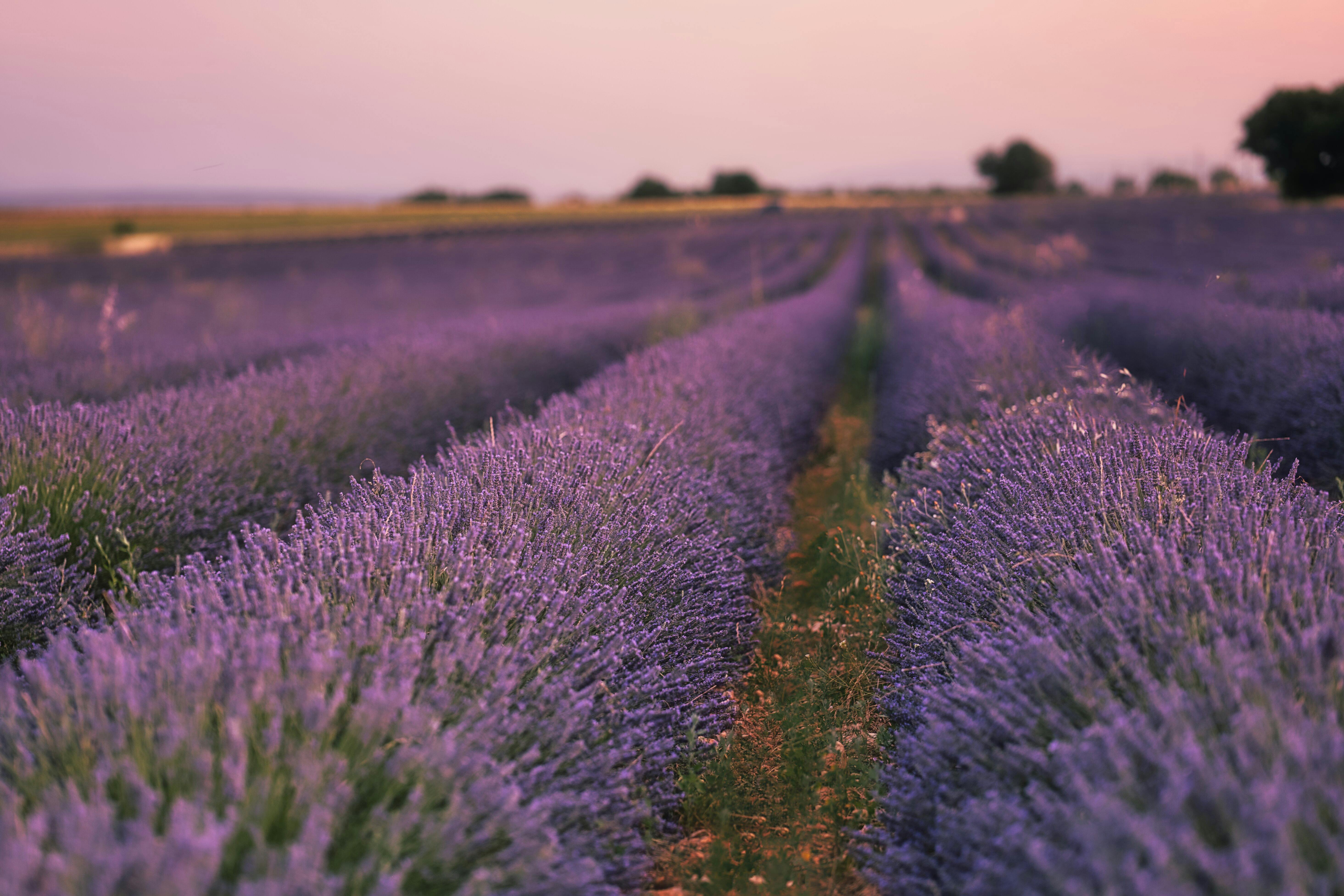 Purple Flower Field during Sunset · Free Stock Photo