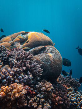 Colorful underwater coral reef community with diverse fish, showcasing marine biodiversity.
