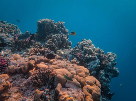 Explore a vibrant coral reef teeming with diverse fish and marine life in this stunning underwater capture.