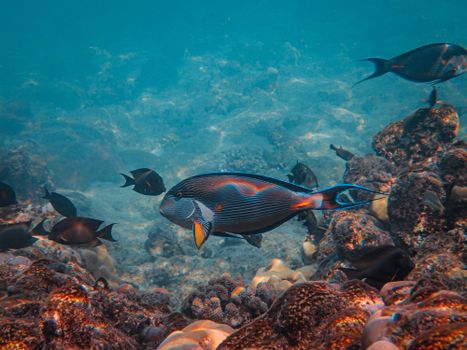 A vibrant surgeonfish swims among coral reefs in a stunning underwater shot.