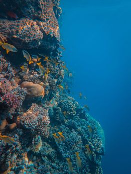 Explore the vibrant underwater world with this coral reef teeming with colorful fish.