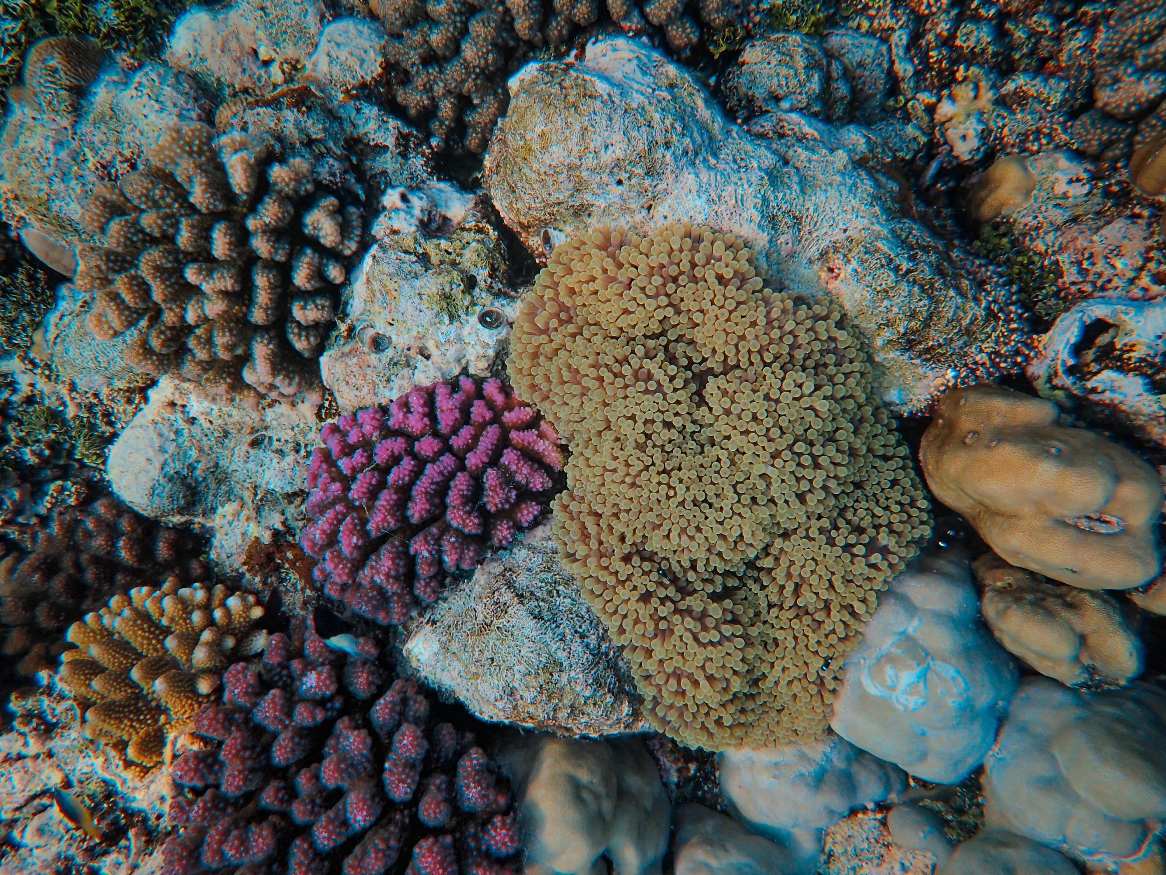 Vibrant coral reef and foraging grounds at Lara Bay Turtle Conservation Station (Akamas Peninsula)