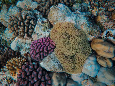 Colorful coral formations on a tropical reef with distinct patterns.
