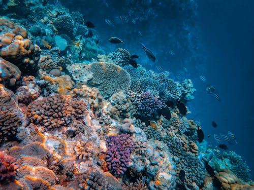 Darmowe zdjęcie z galerii z koral, natura, podwodny