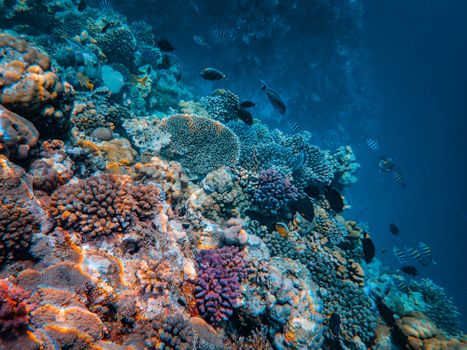 Colorful underwater coral reef teeming with fish in a vivid marine ecosystem.