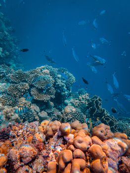 Colorful coral reef teeming with fish in vibrant underwater scene.